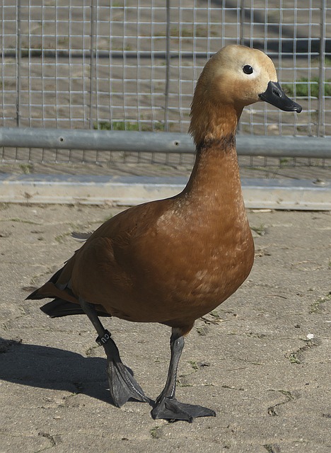 较低
